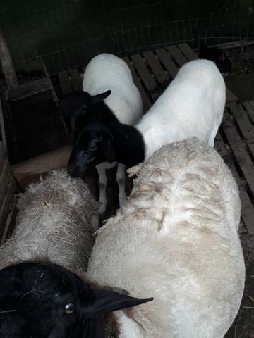 Carneiros e Ovelhas Dorper Mestiços