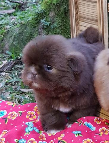 * Maravilhoso Filhote de Shih tzu Chocolate