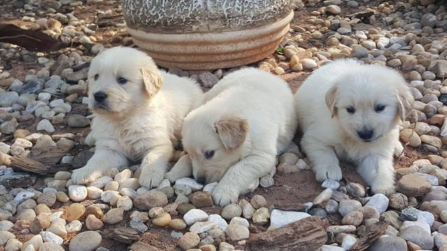Golden retriever com pedigree e microchip - Foto 3