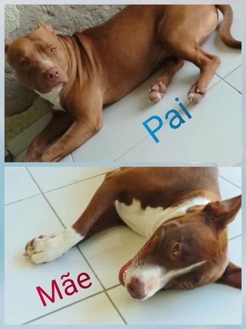 Vendo Filhote Pitbull - Foto 5