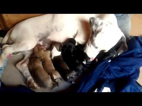 Lindos dalmata x labrador só 100 cada entregamos