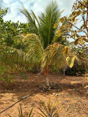 Chácara a Venda - Chapada dos Guimarães ? 10.000m² - Foto 13