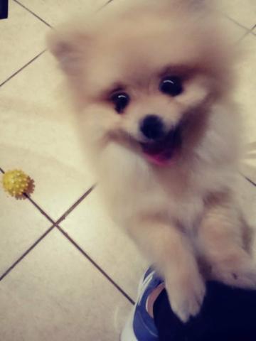 Spitz Alemã