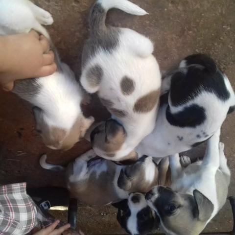 Lindos dalmata x labrador só 100 cada entregamos - Foto 6