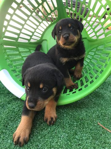 Rottweiler com pedigree e microchip - Foto 4