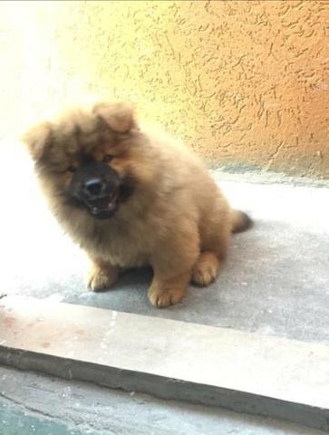 Chow chow filhote macho