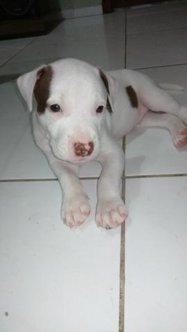 Vendo Filhote Pitbull - Foto 3