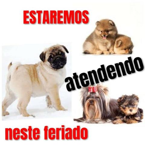 Mega feira de Filhotes neste Feriado dia das Crianças!!! vem pro filhotes mimados