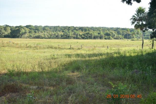 Fazenda na regiao de corumba, para arrendamento - Foto 8