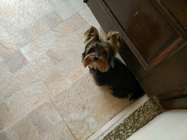 Troco (Por Material de Construção) ou Vendo - Foto 5