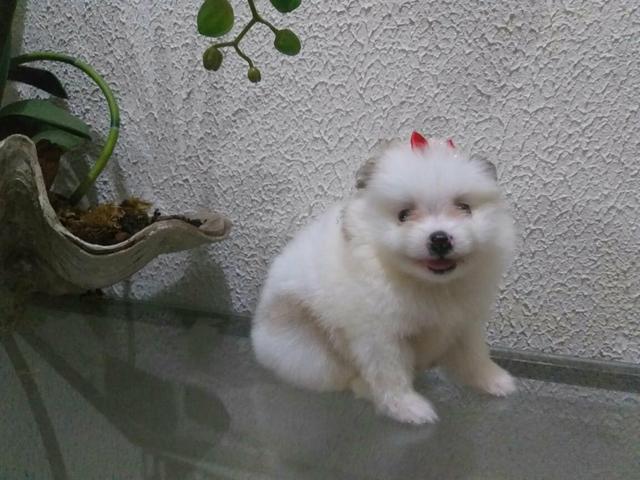 Spitz