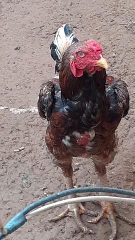 Galinha - Foto 2
