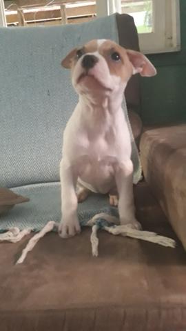 Vende pit monster - Foto 4
