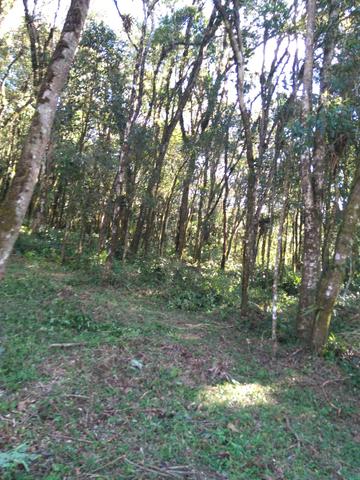 Chacara - Foto 11