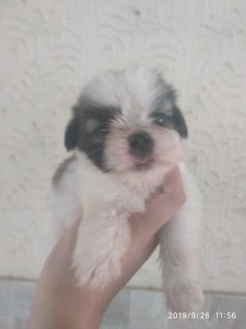 Últimos.shihtzus disponível pedigree opcional - Foto 3