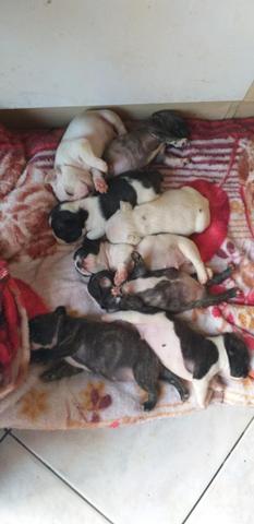 Filhote de buldogue - Foto 3