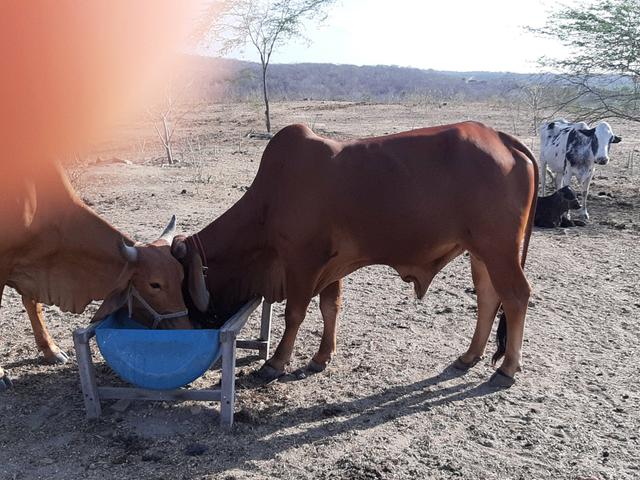 Vacas, novilhas, garrotas e touro SINDI - Foto 4