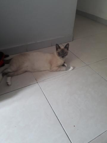 Doação de gatinho
