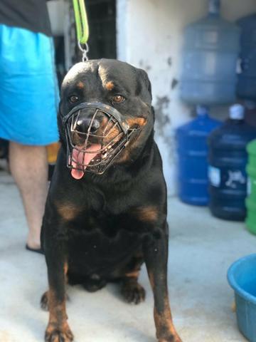 Rottweiler cabeça de touro - Foto 4
