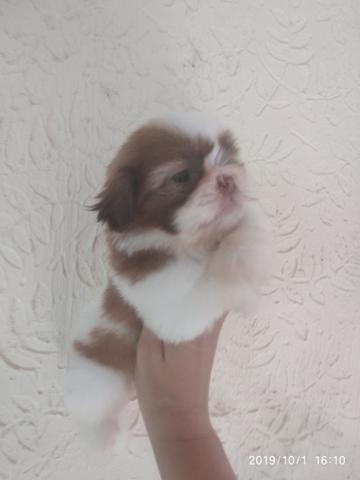Últimos.shihtzus disponível pedigree opcional - Foto 2