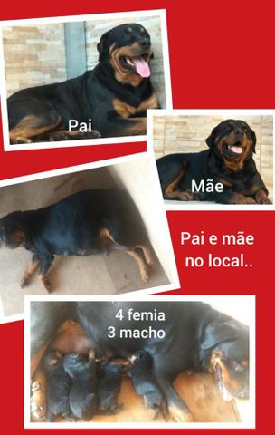 Rottweiler