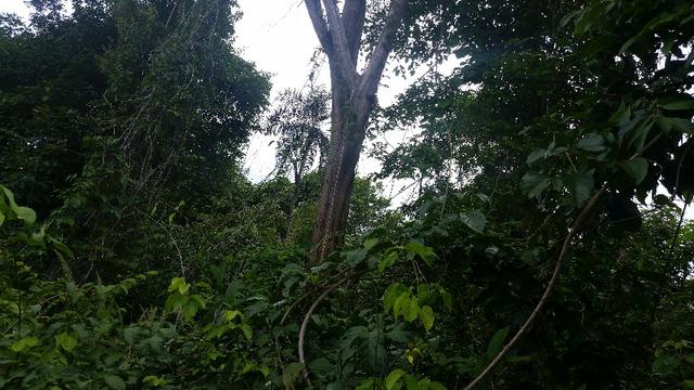 Fazenda, vende, aluga a garantia, permuta Lca,ouro,bitcoin, ações na bv - Foto 3