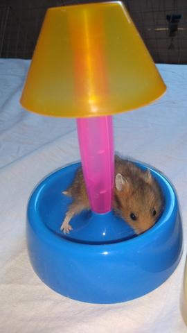 Hamster sírio - Foto 3