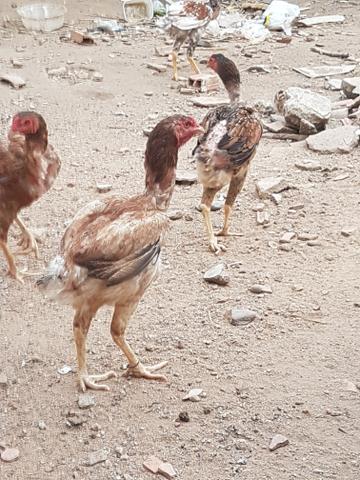 Prantel de frango gigante - Foto 2