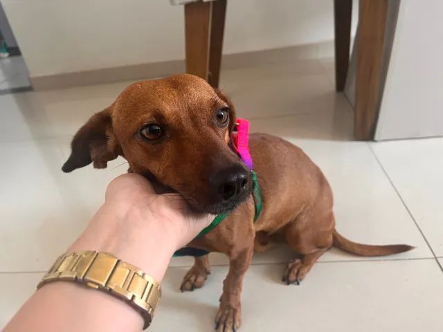 Doacao de cãozinho ?  filho de mãe salsichinha 