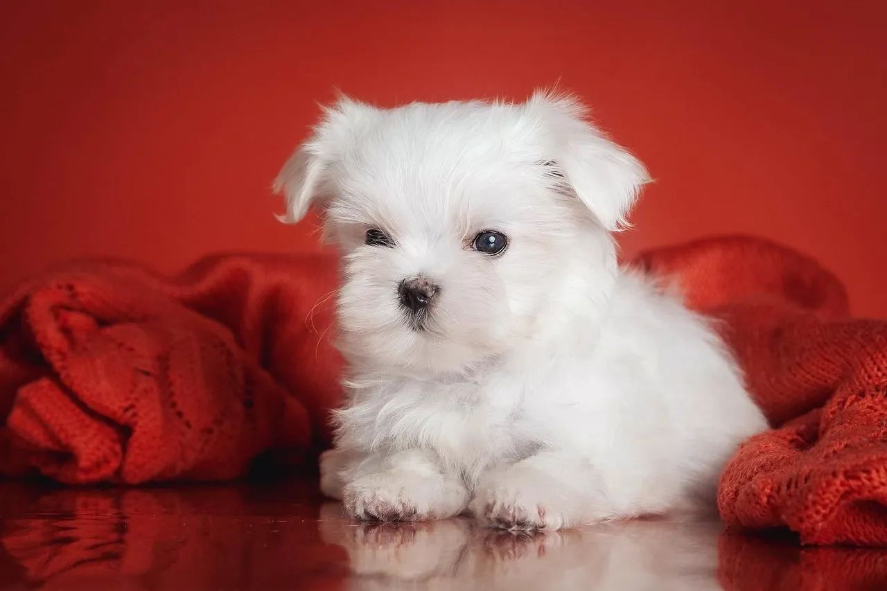 Maltês Micro disponível - Foto 2