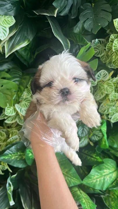 shih tzu macho e fêmea disponiveis 