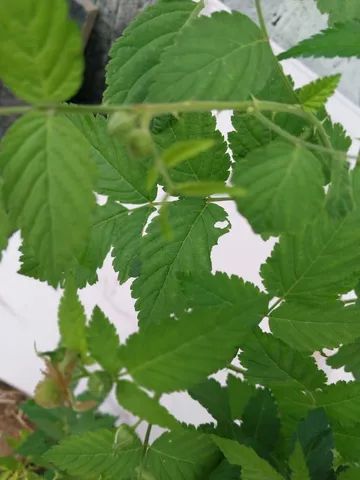 mudas de framboesa silvestre(vermelha) 60cm - Foto 3