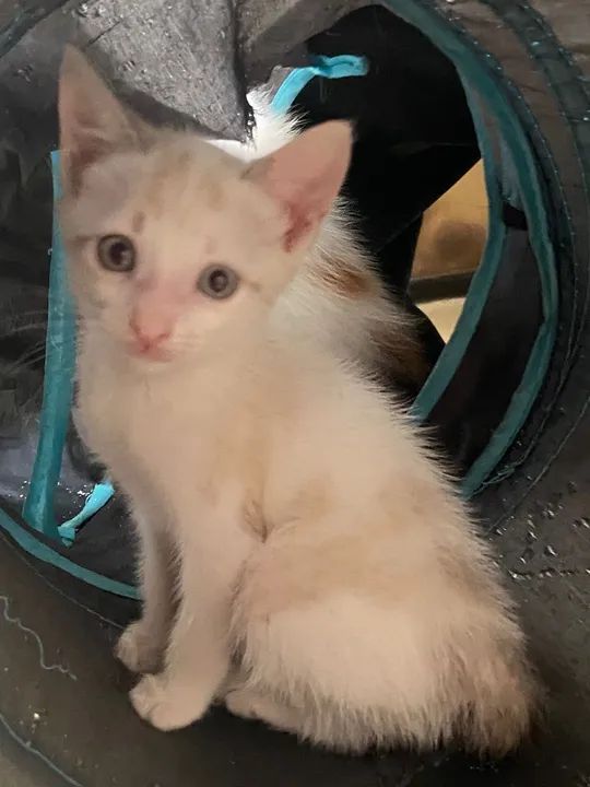 Gatinhos para adoção amorosa e responsável  - Foto 2