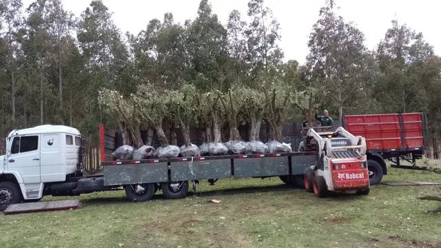 Oliveiras com 50 anos!