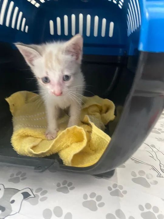 Gatinhos para adoção amorosa e responsável  - Foto 3