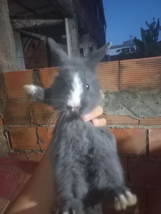 Vendo filhote de coelho  - Foto 3