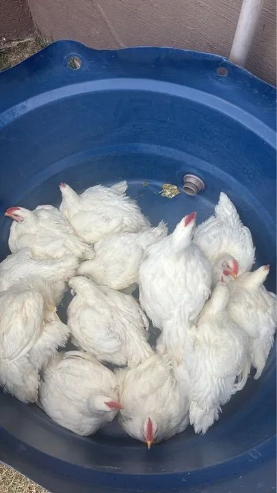 Frangos pronto para abate