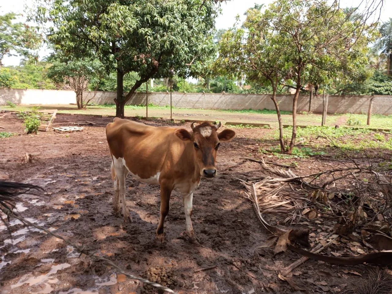 Vaca Mini Jersey  - Foto 3