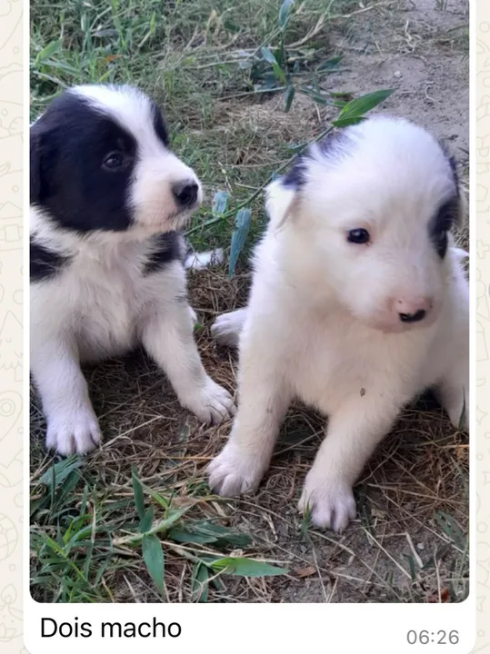 Border collie puros com pedigree e canil certificado