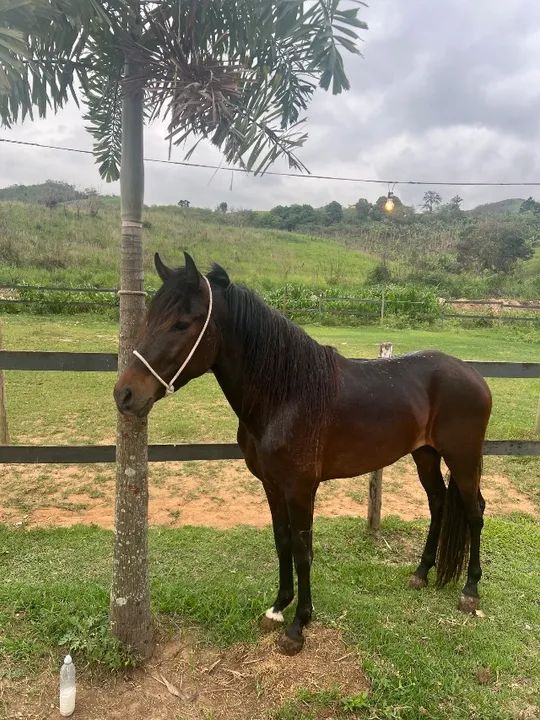 Vendo cavalo mangalarga marchador  - Foto 4
