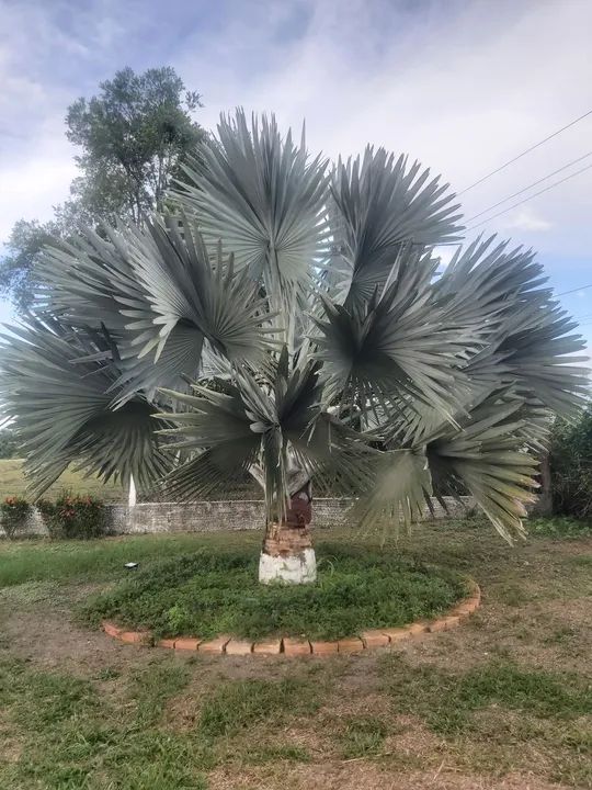 PALMEIRA AZUL MUDAS