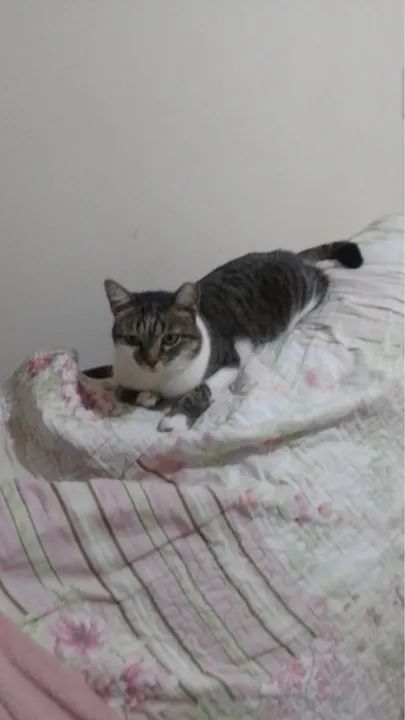 Gata fêmea castrada disponível para adoção