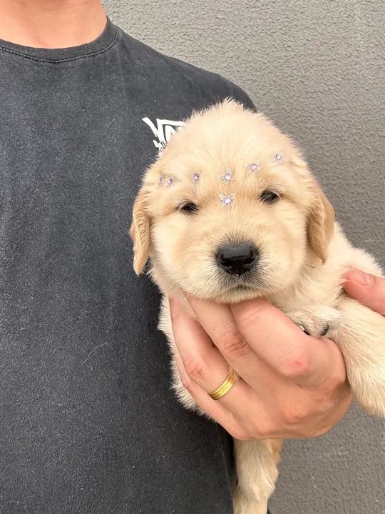 Filhote Golden Retriever - Foto 5