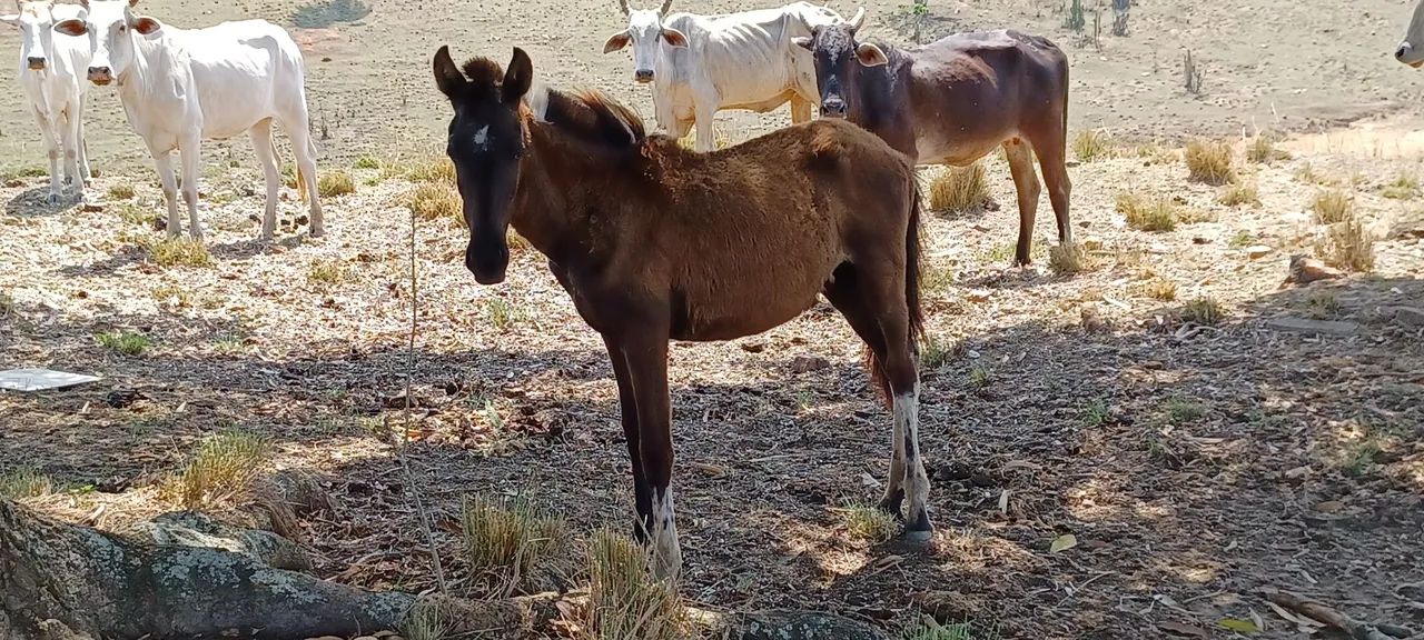 Potros e potra Mangalarga Marchador  - Foto 4