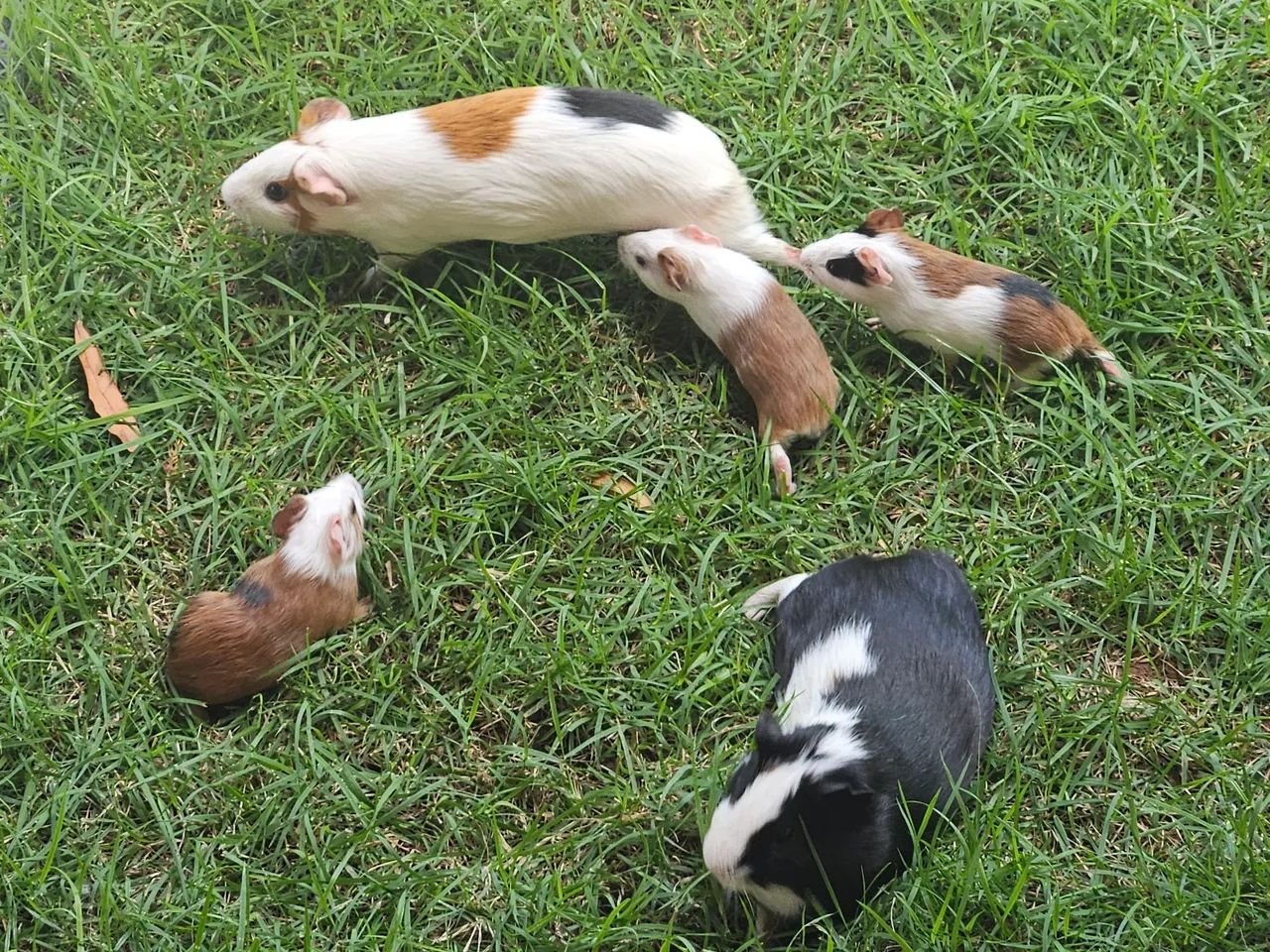 Porquinho da Índia - Foto 4