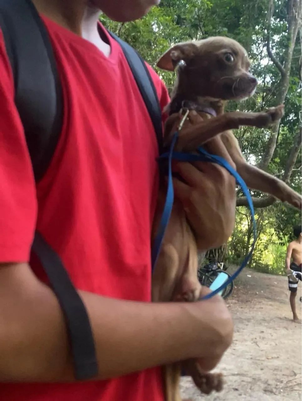Chihuahua fêmea procurando namorado 