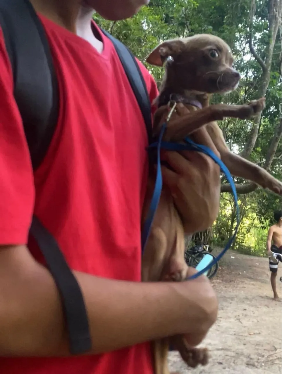 Chihuahua fêmea procurando namorado