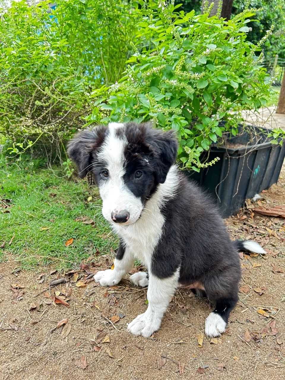 Filhotes Border Collie -  Adoráveis  - Foto 2