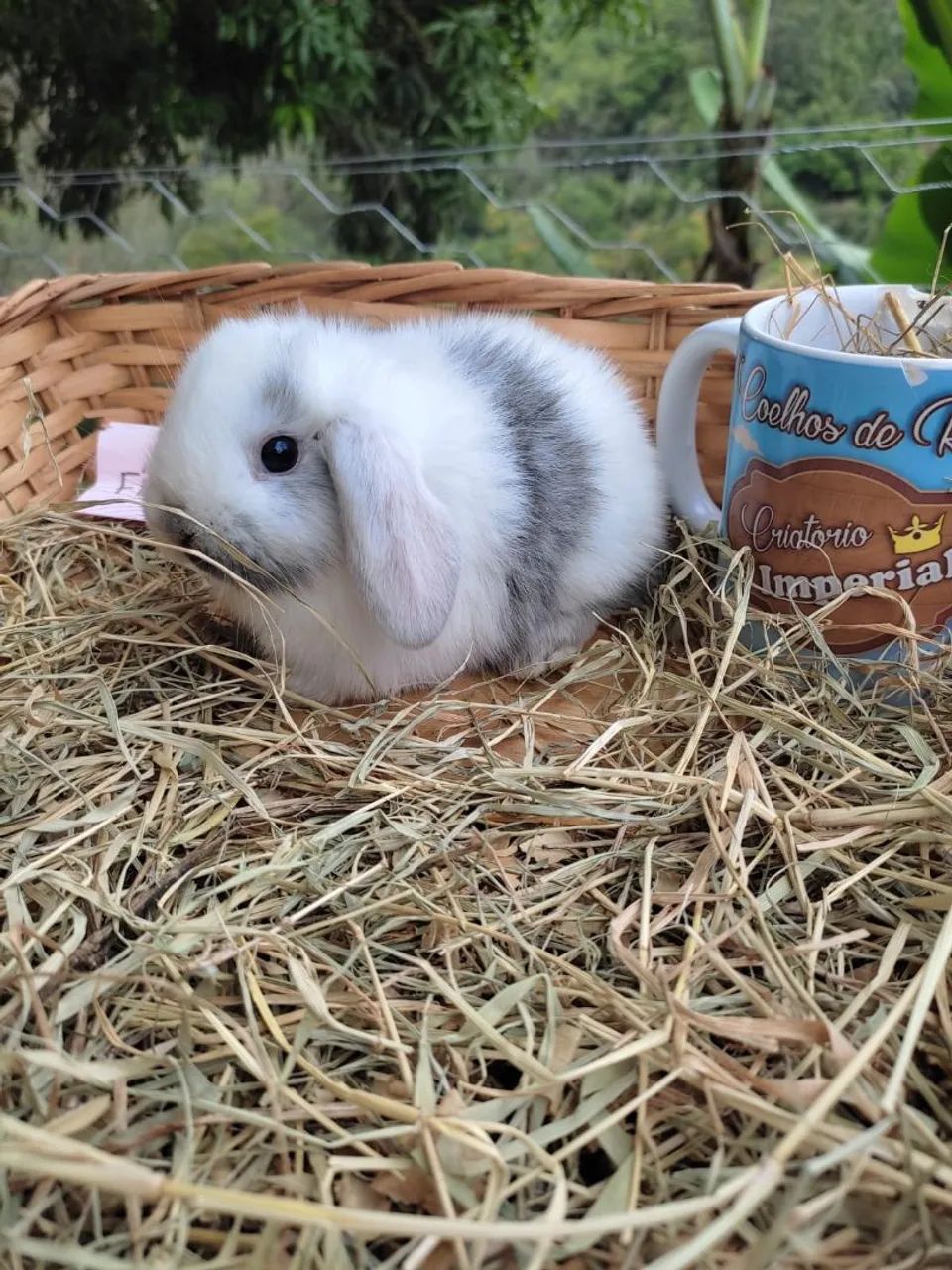 Coelhos de Raça - Criatório legalizado (Mini, Anões e Gigantes) - Foto 5