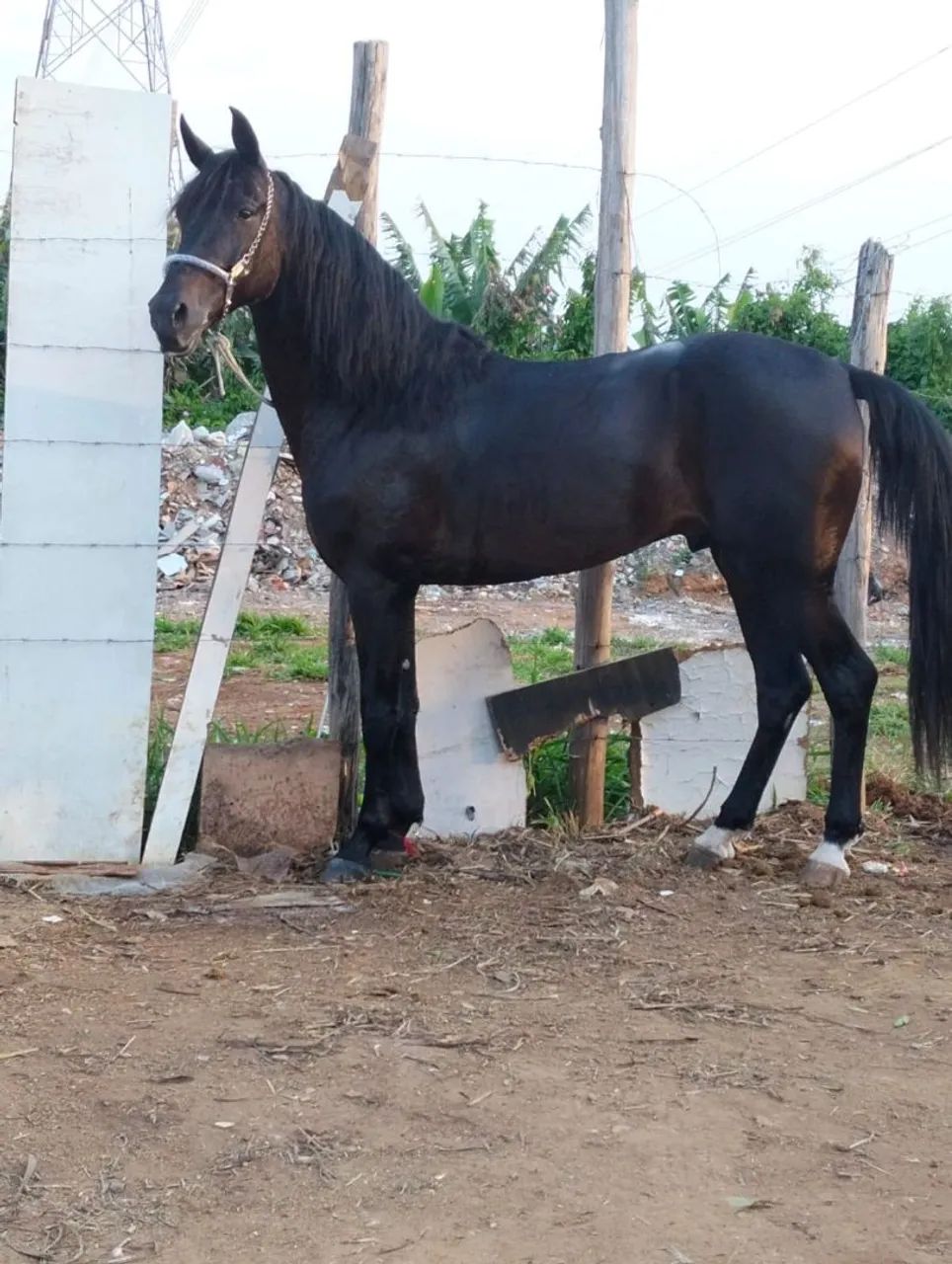 Cavalo Manga Larga Machador - Foto 3